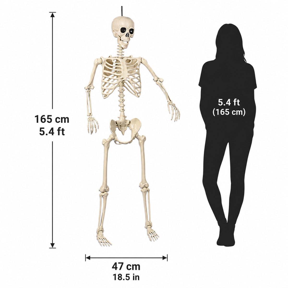5.4 ft poseable skeleton decoration with 165 cm height and 47 cm width measurements