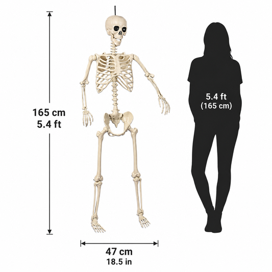 5.4 ft poseable skeleton decoration with 165 cm height and 47 cm width measurements